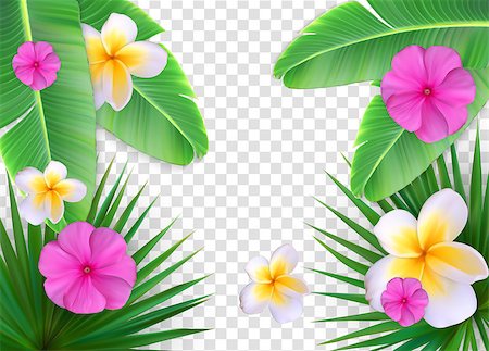 simsearch:400-08530064,k - Summer Natural Floral Frame on Transparent Background Vector Illustration EPS10 Stock Photo - Budget Royalty-Free & Subscription, Code: 400-09120337