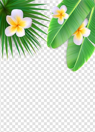 simsearch:400-08530064,k - Summer Natural Floral Frame on Transparent Background Vector Illustration EPS10 Stock Photo - Budget Royalty-Free & Subscription, Code: 400-09120332