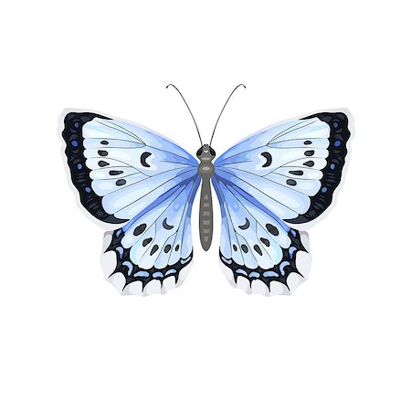 Colorful realistic butterfly isolated on white background. Top view. Art vector illustration. Stock Photo - Budget Royalty-Free & Subscription, Code: 400-09120687