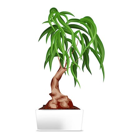 Bonsai in white pot. Vector illustration. Eps 10 Stock Photo - Budget Royalty-Free & Subscription, Code: 400-09120854