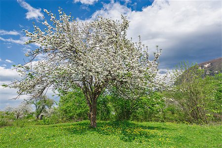 simsearch:400-06743766,k - Apple tree at spring hot day time. Stock Photo - Budget Royalty-Free & Subscription, Code: 400-09121348