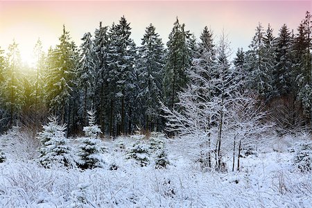simsearch:400-04308322,k - Trees covered with hoarfrost and snow. Forest in the frost.Winter landscape. Photographie de stock - Aubaine LD & Abonnement, Code: 400-09136180