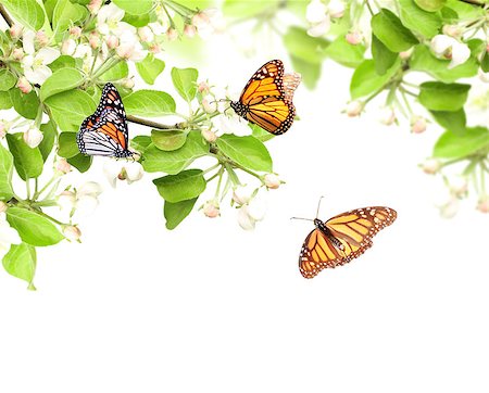 Flowers of apple and monarch butterflies (Danaus plexippus, Nymphalidae). Isolated on white background Stock Photo - Budget Royalty-Free & Subscription, Code: 400-09136226