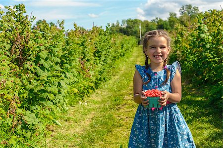 Ripe fresh raspberry in girl hands (Annapolis Valley, Nova Scotia, Canada) Photographie de stock - Aubaine LD & Abonnement, Code: 400-09136244