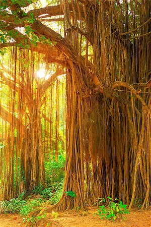 large old trees overgrown with lianas. Tinted. Stock Photo - Budget Royalty-Free & Subscription, Code: 400-09136371