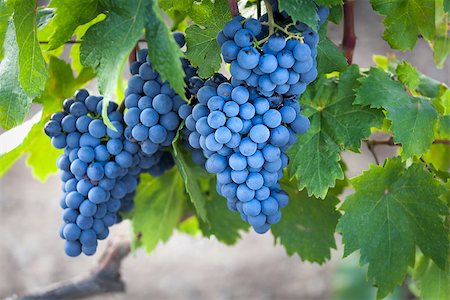 fogen (artist) - Ripe bunch of grapes on a branch, close-up Stockbilder - Microstock & Abonnement, Bildnummer: 400-09136417