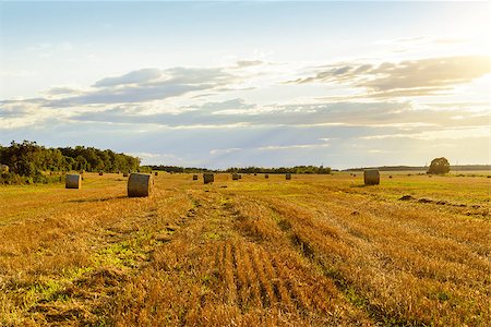Scenic view of hay stacks on sunny day (Prince Edward Island, Canada) Stock Photo - Budget Royalty-Free & Subscription, Code: 400-09136464