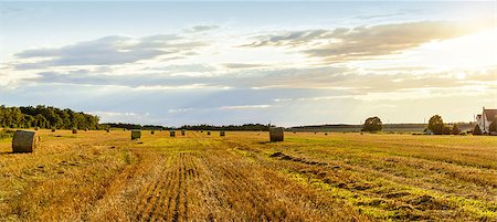 Scenic view of hay stacks on sunny day (Prince Edward Island, Canada) Stock Photo - Budget Royalty-Free & Subscription, Code: 400-09136465