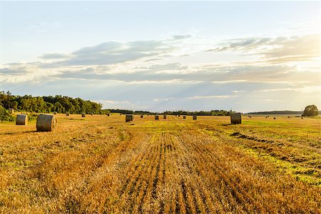 Scenic view of hay stacks on sunny day (Prince Edward Island, Canada) Photographie de stock - Aubaine LD & Abonnement, Code: 400-09136466