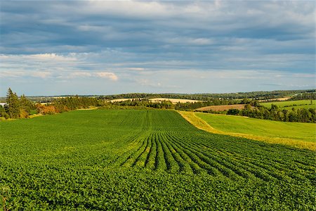 prince edward island farm - Green field of potatoes (Prince Edward Island , Canada) Stock Photo - Budget Royalty-Free & Subscription, Code: 400-09136463