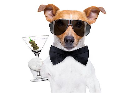 simsearch:400-07822392,k - drunk jack russell dog toasting  and drinking a cocktail  martini drink with olives, isolated on white background Foto de stock - Super Valor sin royalties y Suscripción, Código: 400-09136534