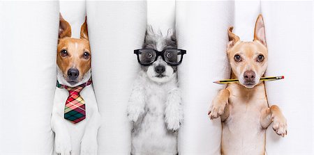 row of dogs - office businessman couple team of  dogs  as  boss and chef , busy and burnout , feeling the pressure at work Stock Photo - Budget Royalty-Free & Subscription, Code: 400-09136539