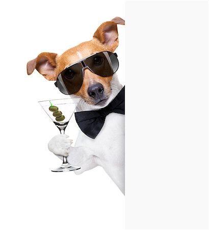 simsearch:400-07822392,k - drunk jack russell dog toasting  and drinking a cocktail  martini drink with olives, isolated on white background , behind white blank banner or placard Foto de stock - Super Valor sin royalties y Suscripción, Código: 400-09136541