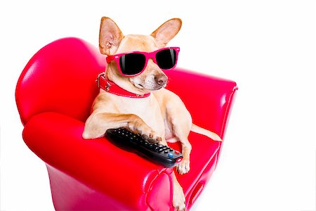 simsearch:400-07055954,k - chihuahua dog watching tv or a movie sitting on a red sofa or couch  with remote control changing the channels Stockbilder - Microstock & Abonnement, Bildnummer: 400-09136574