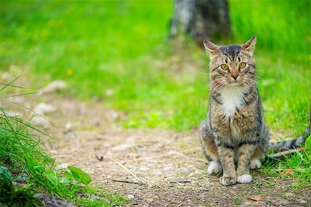 beautiful striped cat sitting on a trail near a lawn Stock Photo - Budget Royalty-Free & Subscription, Code: 400-09136579