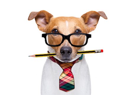 simsearch:400-08413217,k - office worker businessman jack russell dog  as  boss and chef , with pencil or pen  in  mouth isolated on white background Stock Photo - Budget Royalty-Free & Subscription, Code: 400-09136571