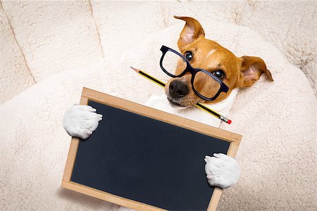 simsearch:400-08413217,k - office worker businessman jack russell dog  as  boss and chef ,  with pencil or pen  in  mouth, holding banner or placard Stock Photo - Budget Royalty-Free & Subscription, Code: 400-09136572