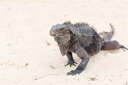 Iguana, a large lizard feeds on plant food, has a long scaly tail and clawed legs. Similar to a dinosaur, a lizard or dragon Photographie de stock - Aubaine LD & Abonnement, Code: 400-09136633