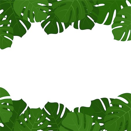 Tropical monstera green eaves frame isolated on white background. Vector illustration Stock Photo - Budget Royalty-Free & Subscription, Code: 400-09136747