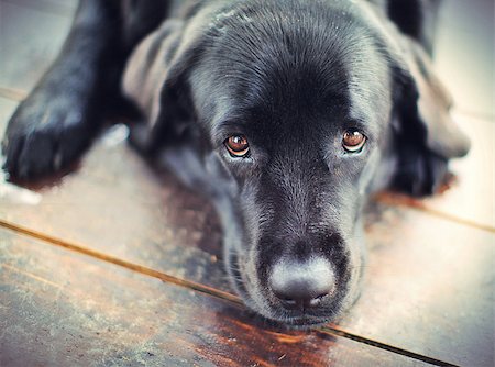 Black Labrador Retriever Dog Lying On A Wooden Floor Stock Photo - Budget Royalty-Free & Subscription, Code: 400-09137150