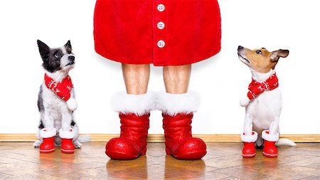 funny new years eve pics - christmas  santa claus couple of  dogs isolated on white background with  red  boots for the holidays waiting and sitting Stock Photo - Budget Royalty-Free & Subscription, Code: 400-09131796