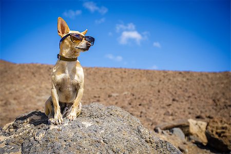 chihuahua dog watching and looking at the mountain outside , on summer vacation holidays wearing funny sunglasses Stock Photo - Budget Royalty-Free & Subscription, Code: 400-09131804