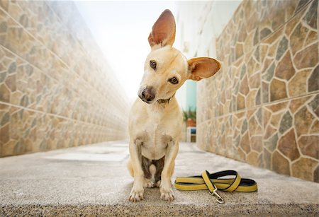 curious chihuahua dog waiting for owner to play  and go for a walk with leash outdoors Stock Photo - Budget Royalty-Free & Subscription, Code: 400-09131805