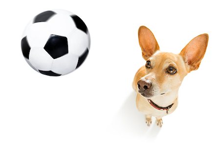 dog fan - soccer podenco dog playing with leather ball  , isolated on white background, wide angle fisheye view Stock Photo - Budget Royalty-Free & Subscription, Code: 400-09131800