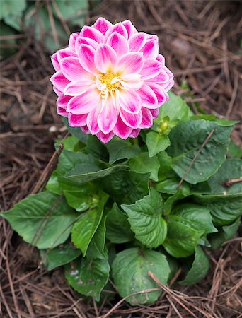 Fresh blooming of the pink Dahlia in the flower bed of the botanical garden. Foto de stock - Royalty-Free Super Valor e Assinatura, Número: 400-09131943