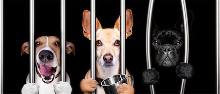 simsearch:400-08898663,k - couple of  criminal dogs behind bars in police station, jail prison, or shelter  for bad behavior Photographie de stock - Aubaine LD & Abonnement, Code: 400-09132077