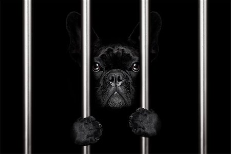 simsearch:400-08898663,k - criminal french bulldog dog  behind bars in police station, jail prison, or shelter  for bad behavior Photographie de stock - Aubaine LD & Abonnement, Code: 400-09132079