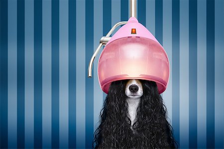 simsearch:400-07046129,k - jack russell dog  at the hairdressers with long curly hair wig , in beauty salon Fotografie stock - Microstock e Abbonamento, Codice: 400-09132089