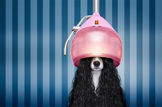 jack russell dog  at the hairdressers with long curly hair wig , in beauty salon Stock Photo - Royalty-Free, Artist: damedeeso, Image code: 400-09132089