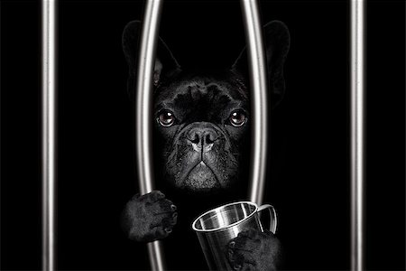 simsearch:400-08898663,k - criminal french bulldog dog  behind bars in police station, jail prison, or shelter  for bad behavior Photographie de stock - Aubaine LD & Abonnement, Code: 400-09132081