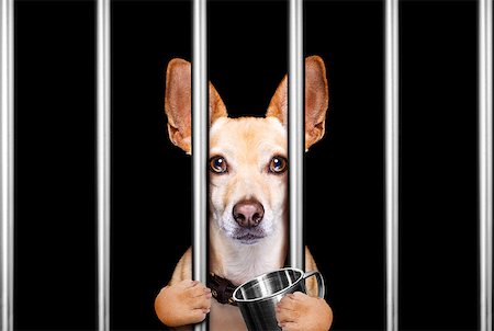 simsearch:400-08898663,k - criminal dog behind bars in police station, jail prison, or shelter  for bad behavior Photographie de stock - Aubaine LD & Abonnement, Code: 400-09132112