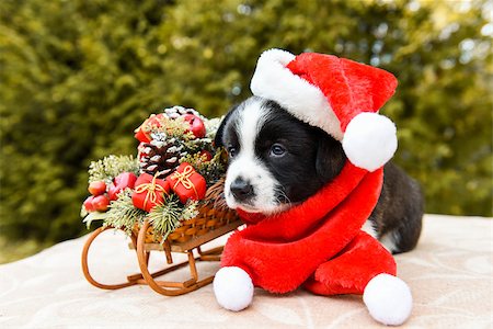 pembroke welsh corgi - funny welsh corgi pembroke puppy in santa hat and New Year sled with gifts Stock Photo - Budget Royalty-Free & Subscription, Code: 400-09132247