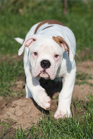 simsearch:400-09132532,k - Funny nice red white American Bulldog puppy is running on nature Photographie de stock - Aubaine LD & Abonnement, Code: 400-09132277