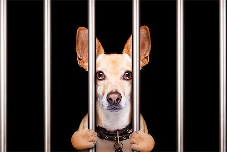 simsearch:400-08898663,k - criminal dog behind bars in police station, jail prison, or shelter  for bad behavior Photographie de stock - Aubaine LD & Abonnement, Code: 400-09132459