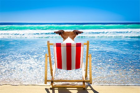 dog island - jack russell dog resting and relaxing on a hammock or beach chair at the beach ocean shore, on summer vacation holidays, Foto de stock - Super Valor sin royalties y Suscripción, Código: 400-09132453