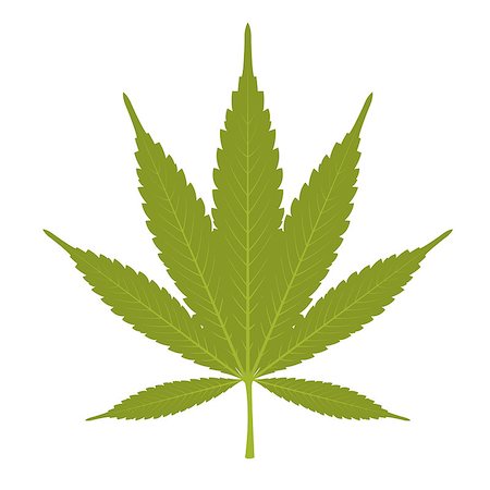Leaf of marijuana - cannabis on white background Stock Photo - Budget Royalty-Free & Subscription, Code: 400-09132498