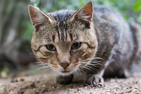 simsearch:400-04789525,k - striped tabby cat looking close to Stock Photo - Budget Royalty-Free & Subscription, Code: 400-09132511