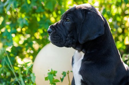 simsearch:400-09132532,k - beautiful black Great Dane dog puppy portrait Photographie de stock - Aubaine LD & Abonnement, Code: 400-09132534