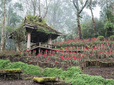 Wooden pavilion with the terrace on the hill in the rose garden,early morning with the fog. Foto de stock - Royalty-Free Super Valor e Assinatura, Número: 400-09132657