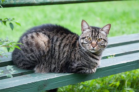 lonely tabby cat is sitting on the bench outside Photographie de stock - Aubaine LD & Abonnement, Code: 400-09132926