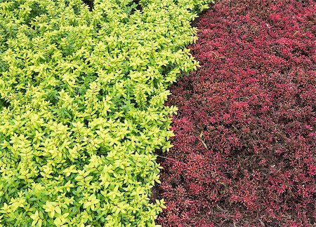 Closeup of the two color shrub which made to the natural fence in the urban park. Foto de stock - Royalty-Free Super Valor e Assinatura, Número: 400-09132930