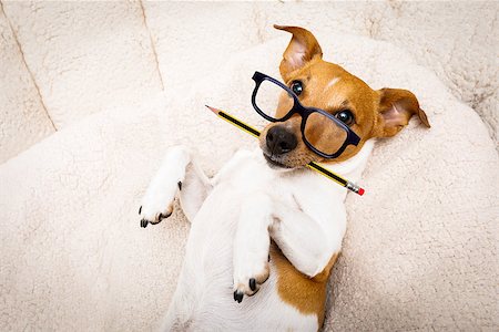 simsearch:400-08413217,k - office worker businessman jack russell dog  as  boss and chef ,  with pencil or pen  in  mouth Stock Photo - Budget Royalty-Free & Subscription, Code: 400-09133007