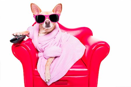 simsearch:400-09091954,k - chihuahua dog watching tv or a movie sitting on a red sofa or couch  with remote control changing the channels Stock Photo - Budget Royalty-Free & Subscription, Code: 400-09133014