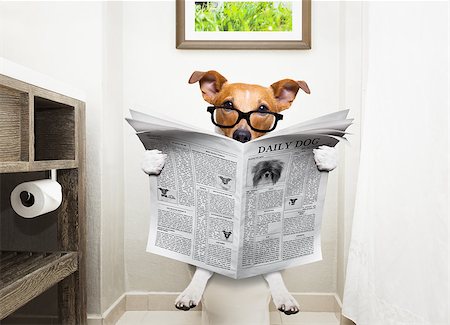 educazione all'uso del vaso - jack russell terrier, sitting on a toilet seat with digestion problems or constipation reading the gossip magazine or newspaper Fotografie stock - Microstock e Abbonamento, Codice: 400-09133013