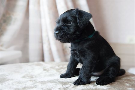 simsearch:400-08651756,k - funny cute Miniature Schnauzer puppy dog portrait Fotografie stock - Microstock e Abbonamento, Codice: 400-09133934