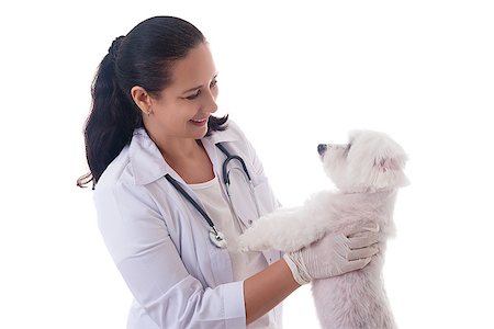 veterinarian examining a cute maltese dog, isolated over white background Stockbilder - Microstock & Abonnement, Bildnummer: 400-09140419